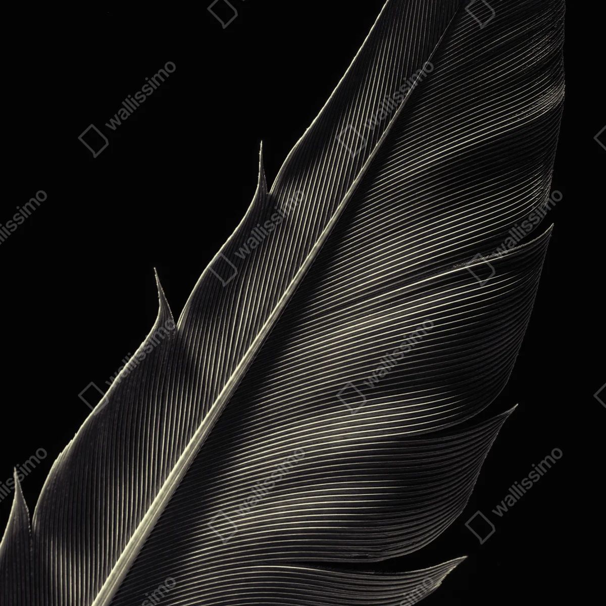 Kühlschrankaufkleber zarte feder in makroaufnahme Kühlschrankaufkleber zarte feder in makroaufnahme