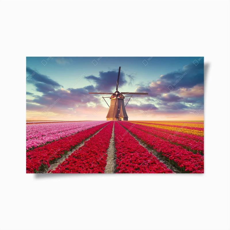 Poster tulpenfelder bei sonnenuntergang • Poster bei Wallnifity® Poster tulpenfelder bei sonnenuntergang • Poster bei Wallnifity®