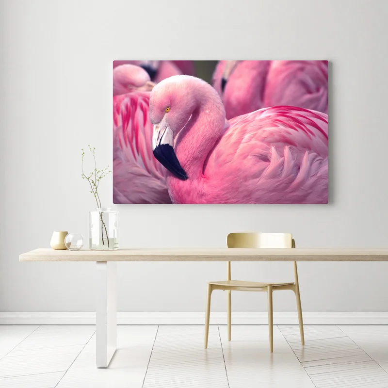 Leinwandbild rosa flamingo nahaufnahme Leinwandbild rosa flamingo nahaufnahme