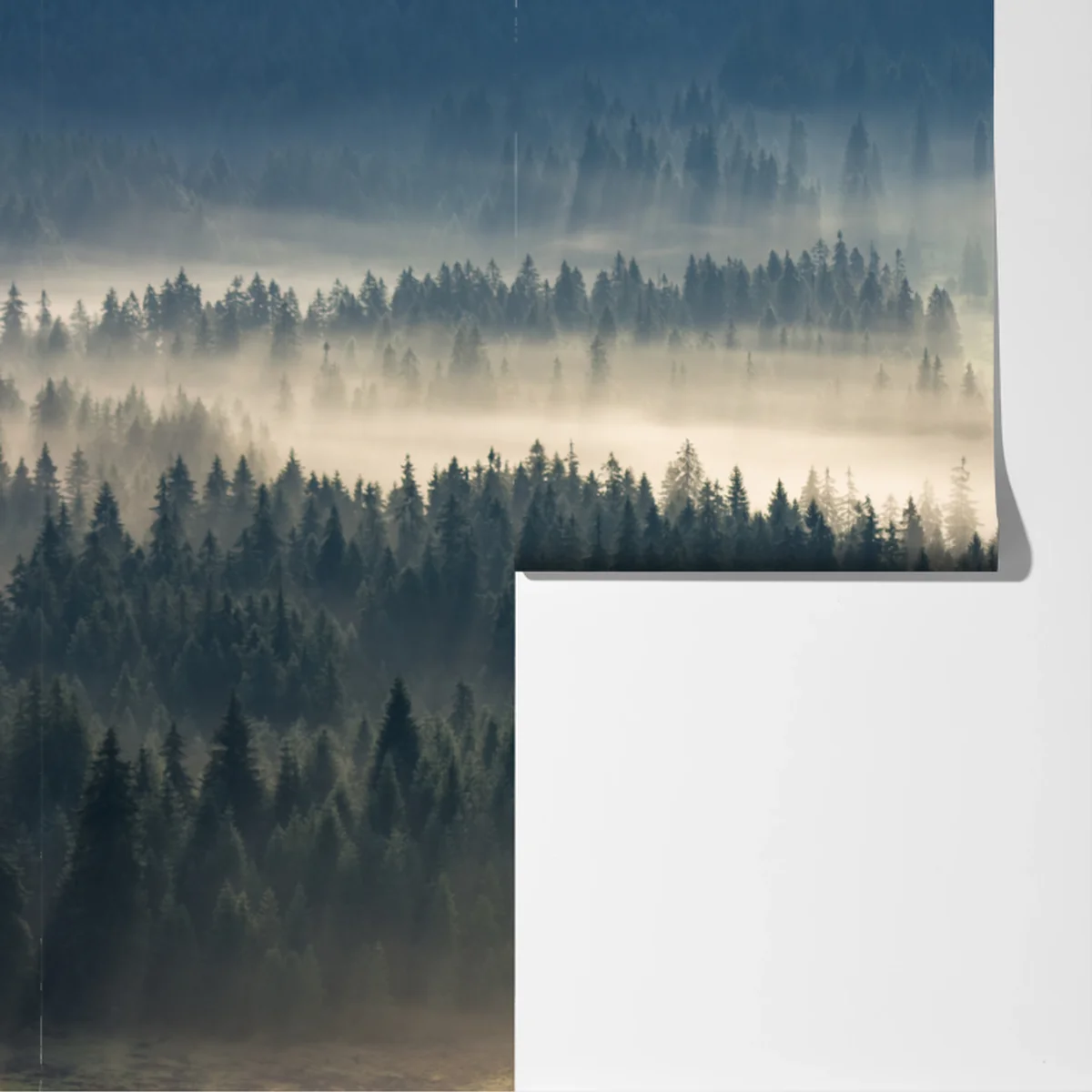 Fototapeta mglisty las iglasty o świcie Fototapeta mglisty las iglasty o świcie