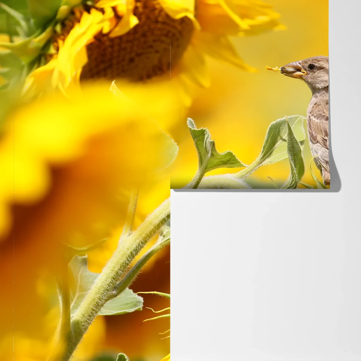 Fototapete spatz auf einer sonnenblume Fototapete spatz auf einer sonnenblume