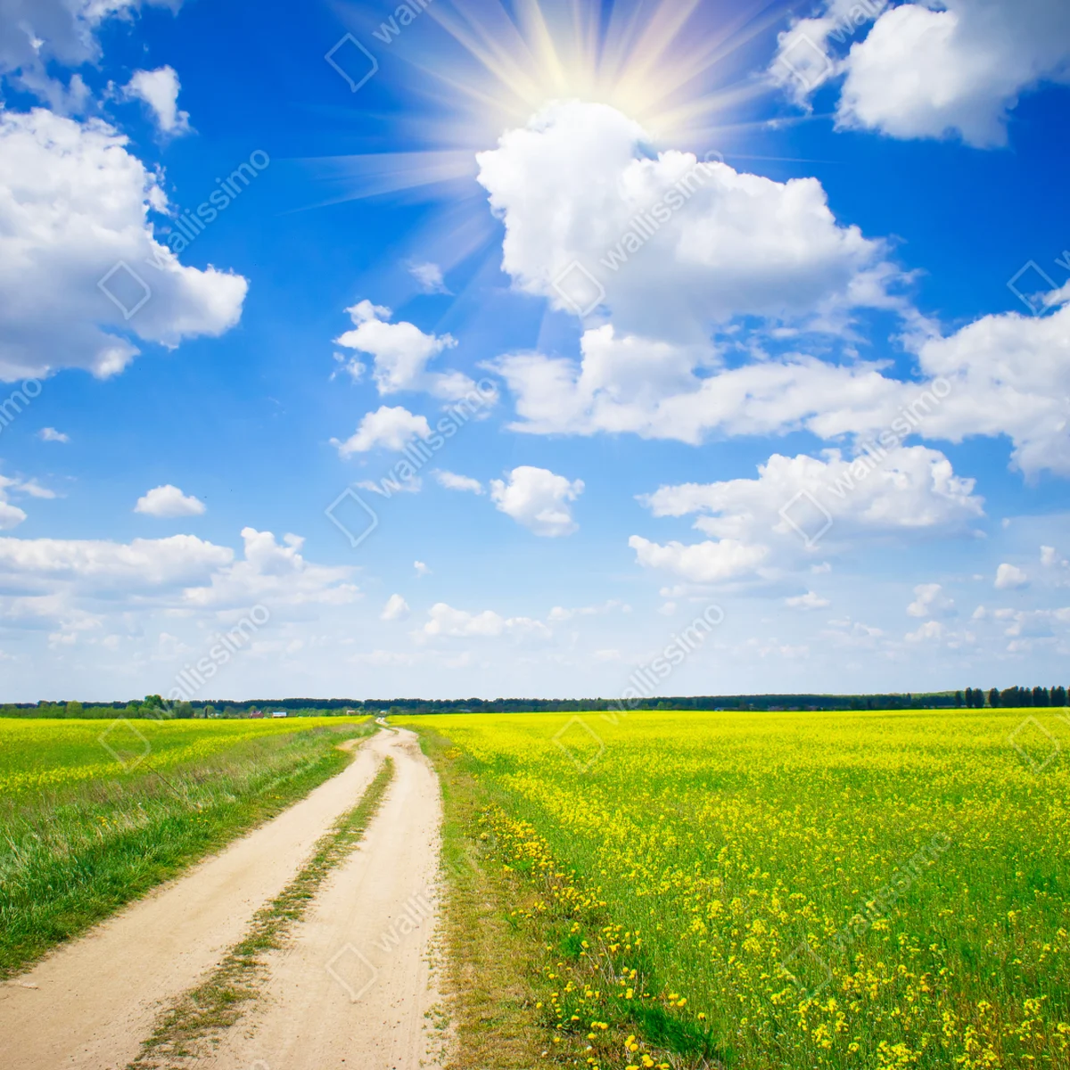Fototapete gelbes rapsfeld unter blauem himmel Fototapete gelbes rapsfeld unter blauem himmel