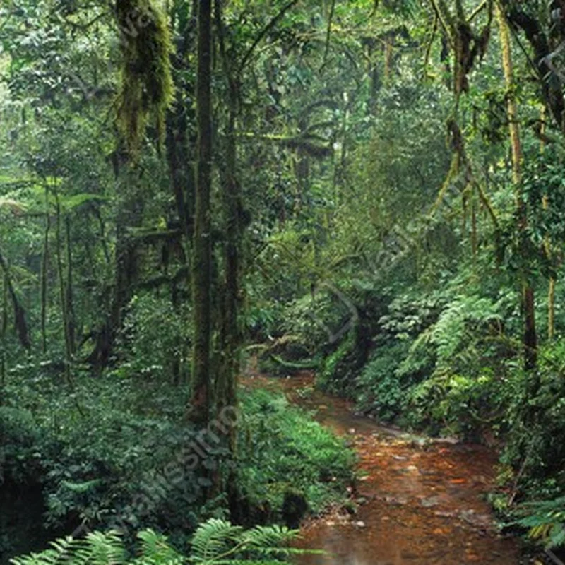 Poster malerischer afrikanischer Dschungel • Poster bei Wallnifity® Poster malerischer afrikanischer Dschungel • Poster bei Wallnifity®