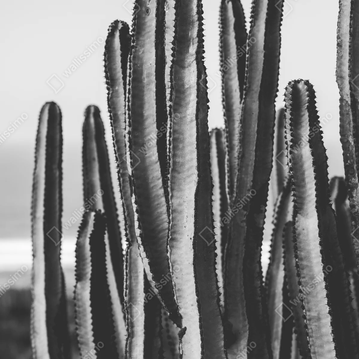 Schrankaufkleber schwarzweiß kaktus nahaufnahme Schrankaufkleber schwarzweiß kaktus nahaufnahme
