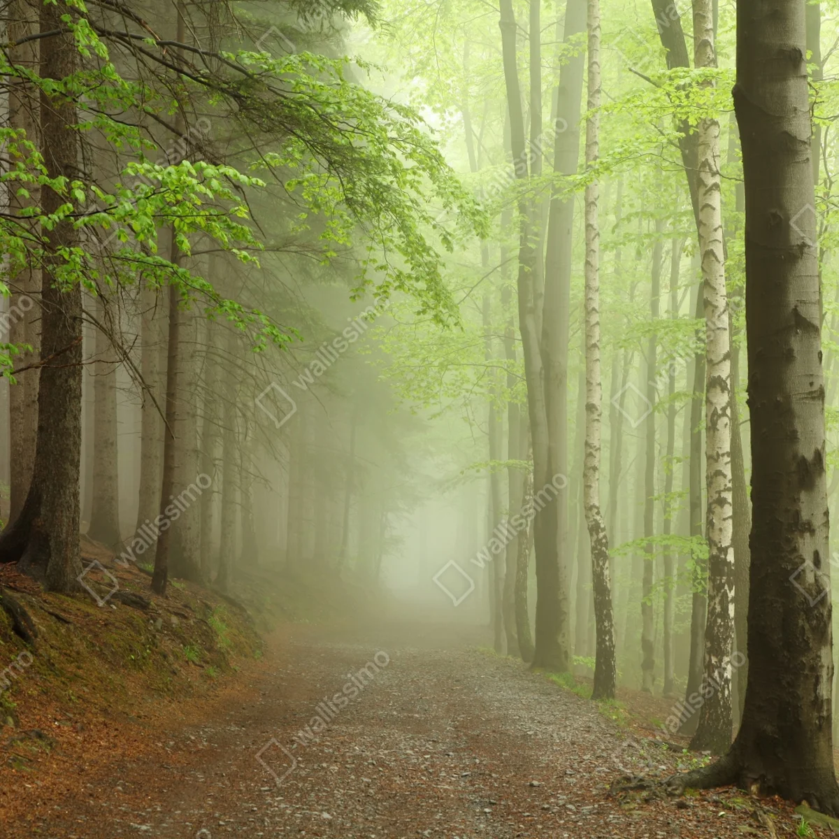 Kühlschrankaufkleber nebliger waldpfad Kühlschrankaufkleber nebliger waldpfad