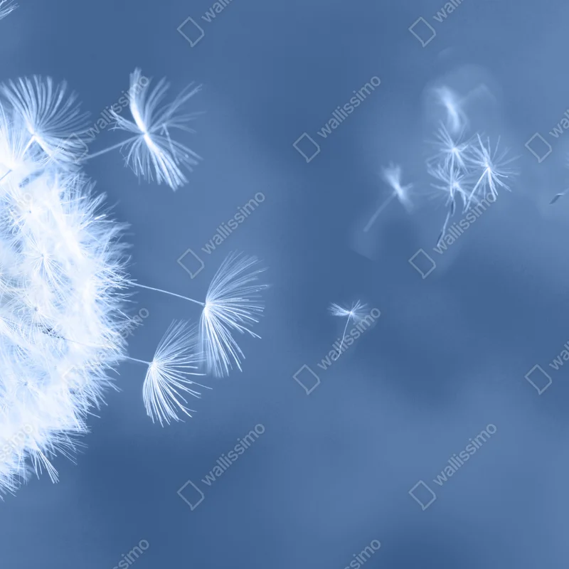 Repositionierbarer Aufkleber zarte löwenzahnsamen in blau Repositionierbarer Aufkleber zarte löwenzahnsamen in blau