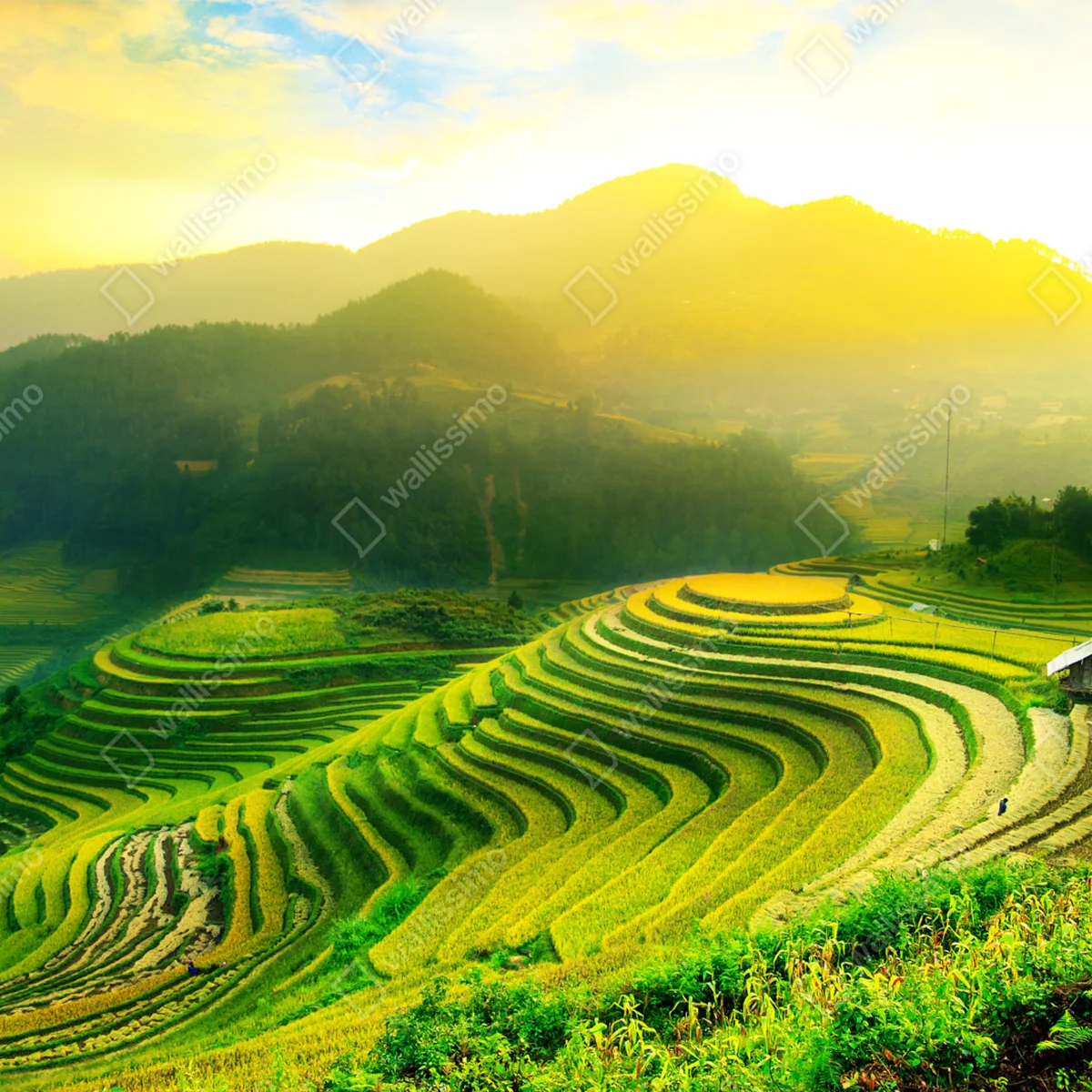 Fensteraufkleber goldene reisterrassen im morgenlicht Fensteraufkleber goldene reisterrassen im morgenlicht