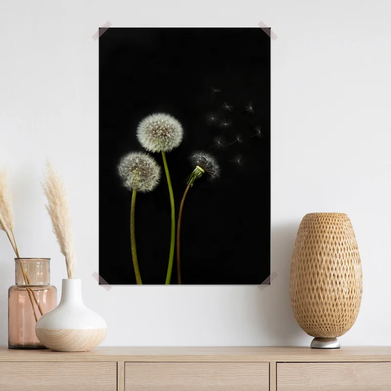 Poster zarte löwenzahnköpfe vor schwarzem hintergrund Poster zarte löwenzahnköpfe vor schwarzem hintergrund