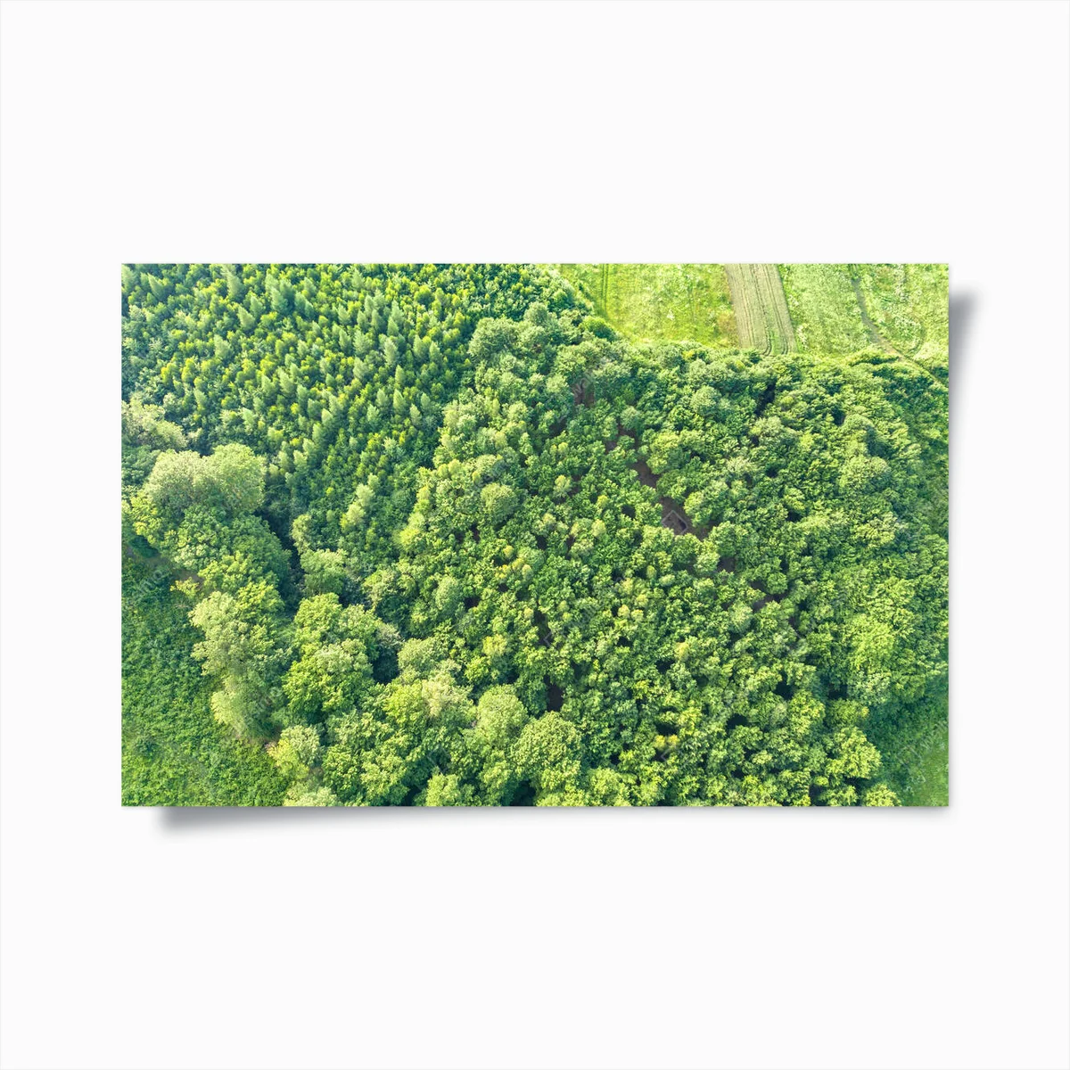 Poster Von oben nach unten Luftaufnahme des grünen Sommerwaldes mit vielen frischen Bäumen. • Poster bei Wallnifity® Poster Von oben nach unten Luftaufnahme des grünen Sommerwaldes mit vielen frischen Bäumen. • Poster bei Wallnifity®