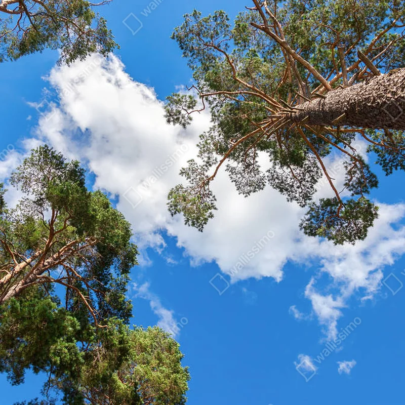 Poster Kronen von hohen Kiefern über seinem Kopf im Wald gegen b • Poster bei Wallnifity® Poster Kronen von hohen Kiefern über seinem Kopf im Wald gegen b • Poster bei Wallnifity®