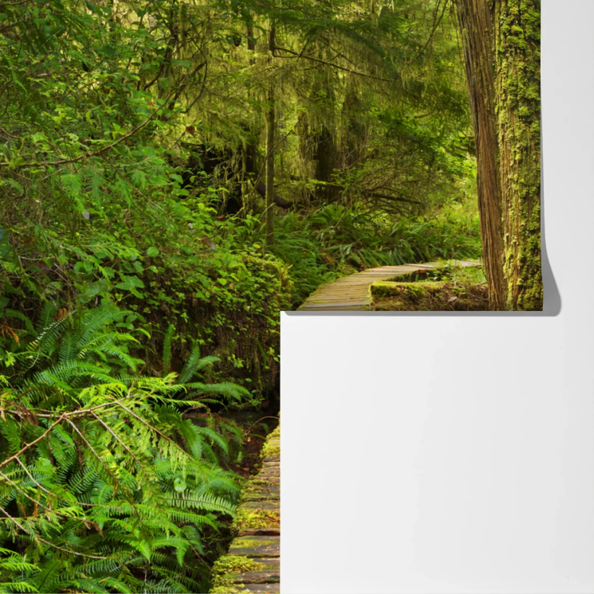 Fototapeta pomost w lesie deszczowym Pacific Rim Fototapeta pomost w lesie deszczowym Pacific Rim