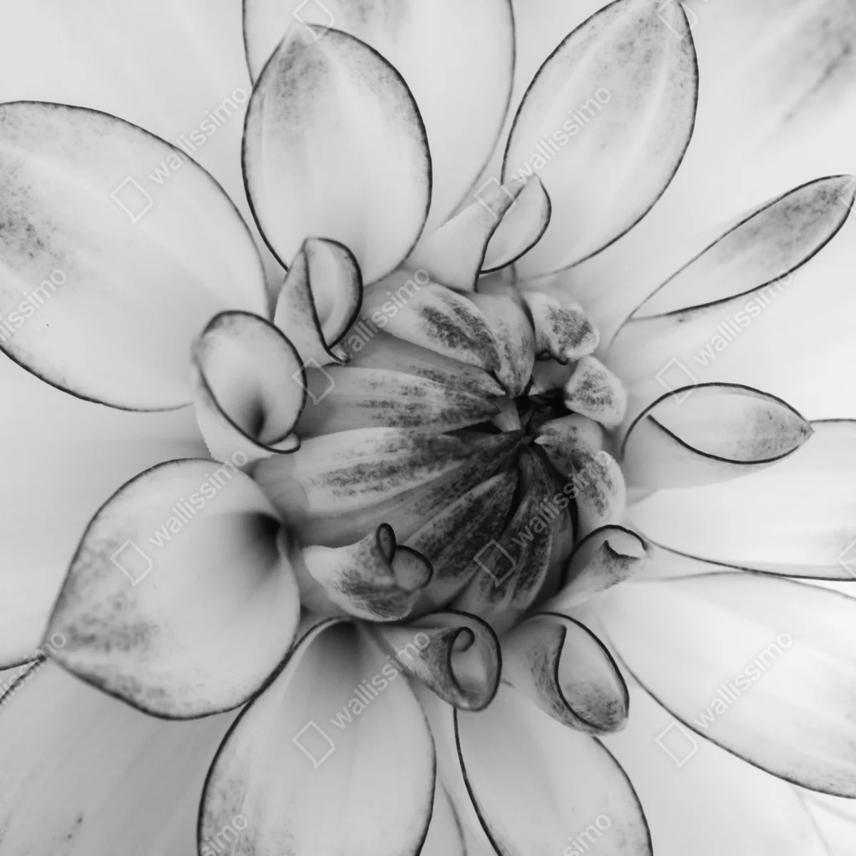 Poster monochrome nahaufnahme einer dahlie Poster monochrome nahaufnahme einer dahlie