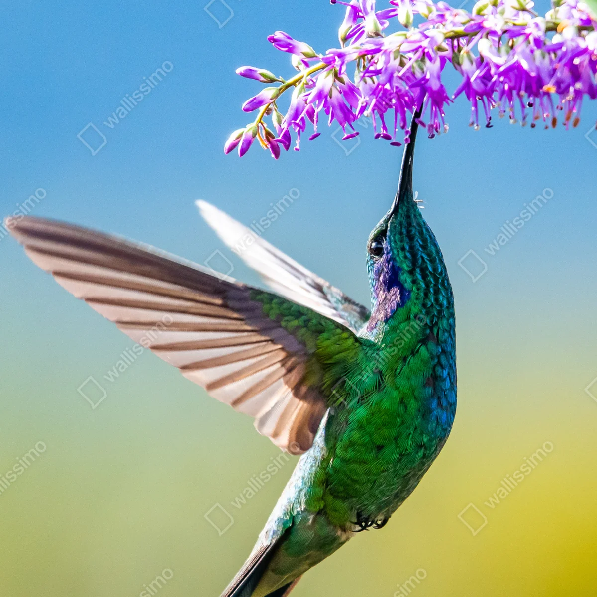 Poster kolibri an violetter blüte Poster kolibri an violetter blüte