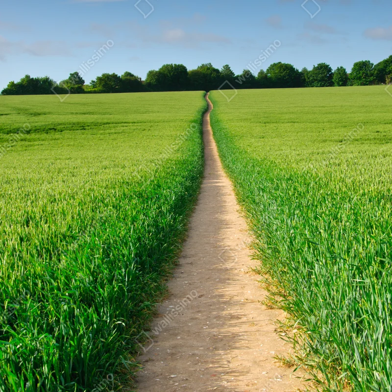 Fensteraufkleber sonnenbeschienener weg durch grüne wiese Fensteraufkleber sonnenbeschienener weg durch grüne wiese