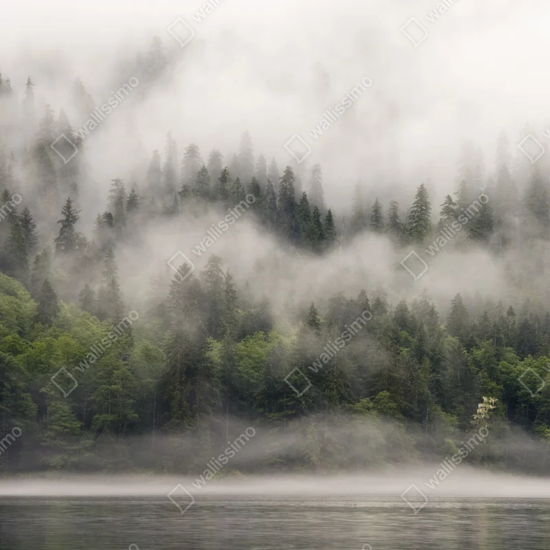 Fototapete nebliger küstenwald, British Columbia Fototapete nebliger küstenwald, British Columbia