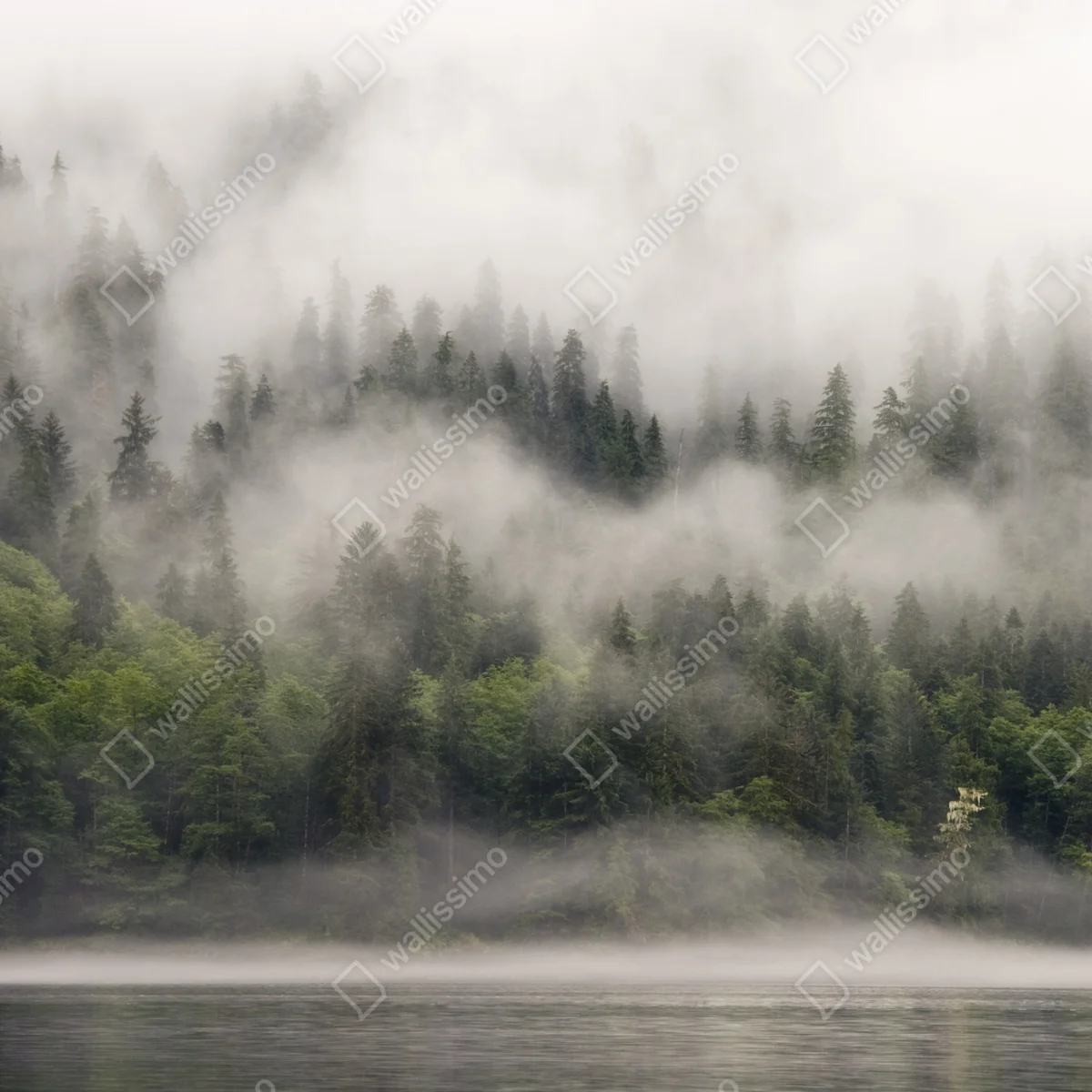 Fototapete nebliger küstenwald, British Columbia Fototapete nebliger küstenwald, British Columbia
