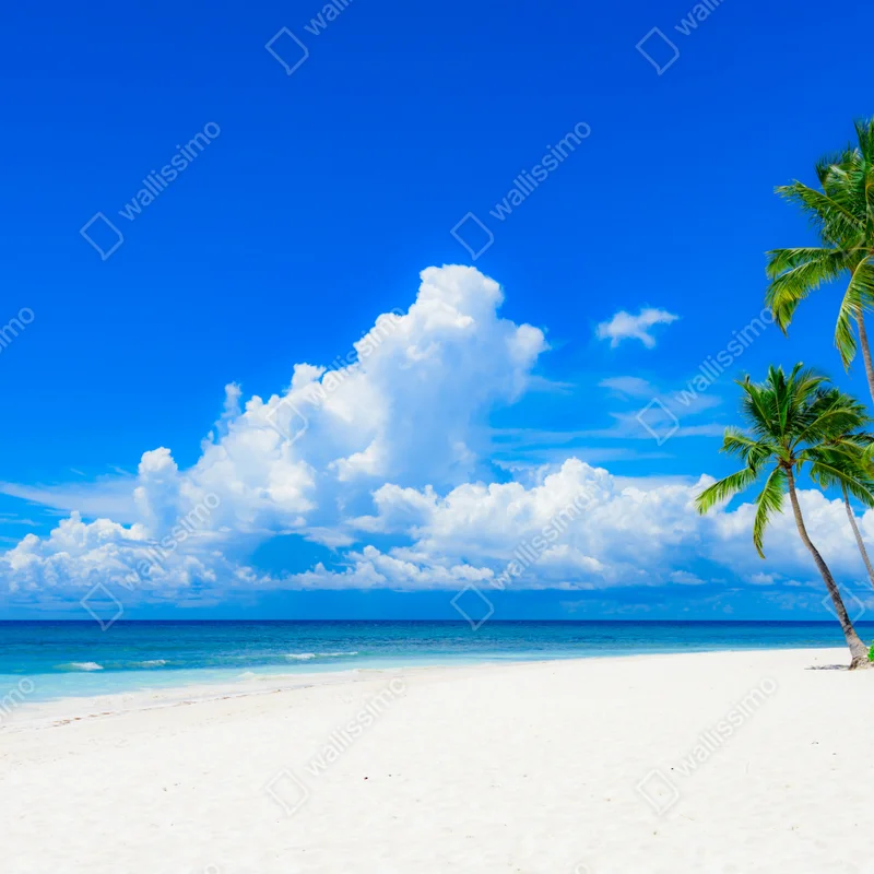 Tischaufkleber und Schreibtischaufkleber tropischer palmenstrand unter blauem himmel Tischaufkleber und Schreibtischaufkleber tropischer palmenstrand unter blauem himmel