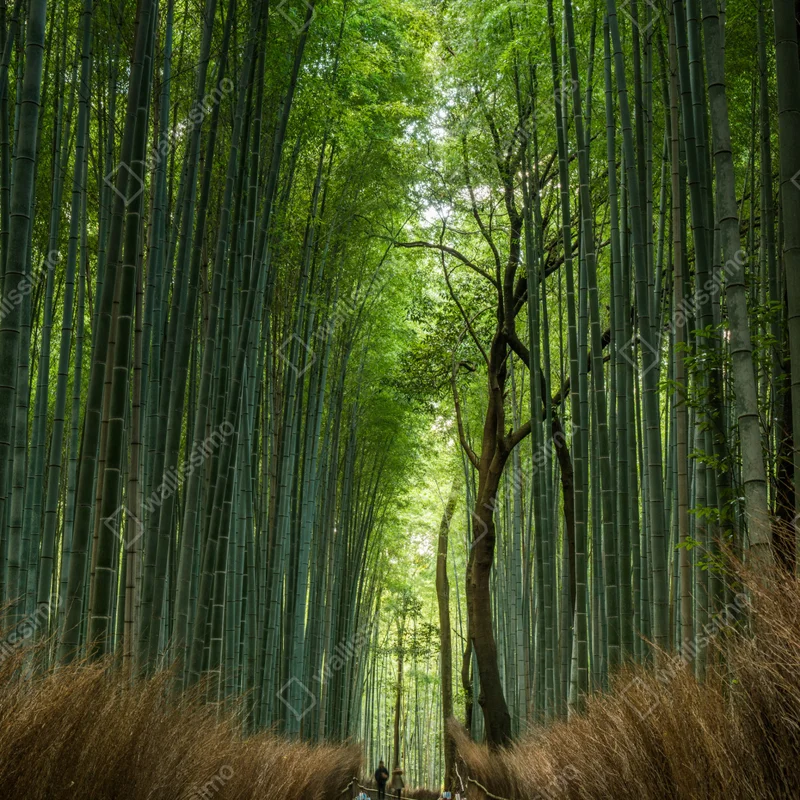 Schrankaufkleber ruhiger bambushainpfad Schrankaufkleber ruhiger bambushainpfad