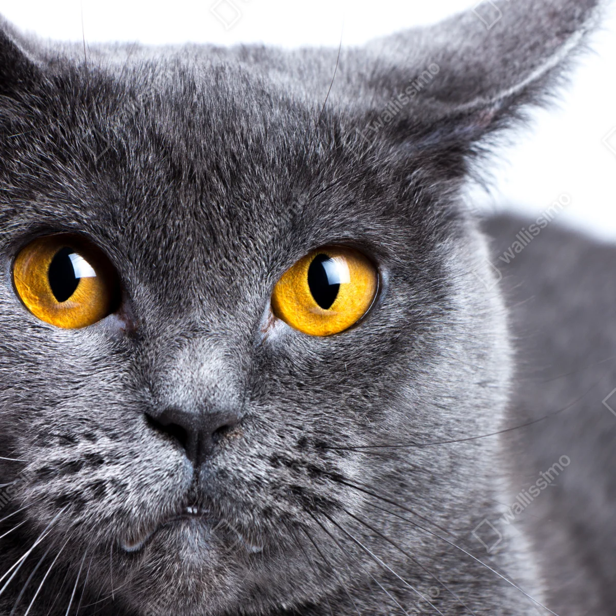 Poster ausdrucksstarkes porträt einer grauen katze mit goldenen augen Poster ausdrucksstarkes porträt einer grauen katze mit goldenen augen