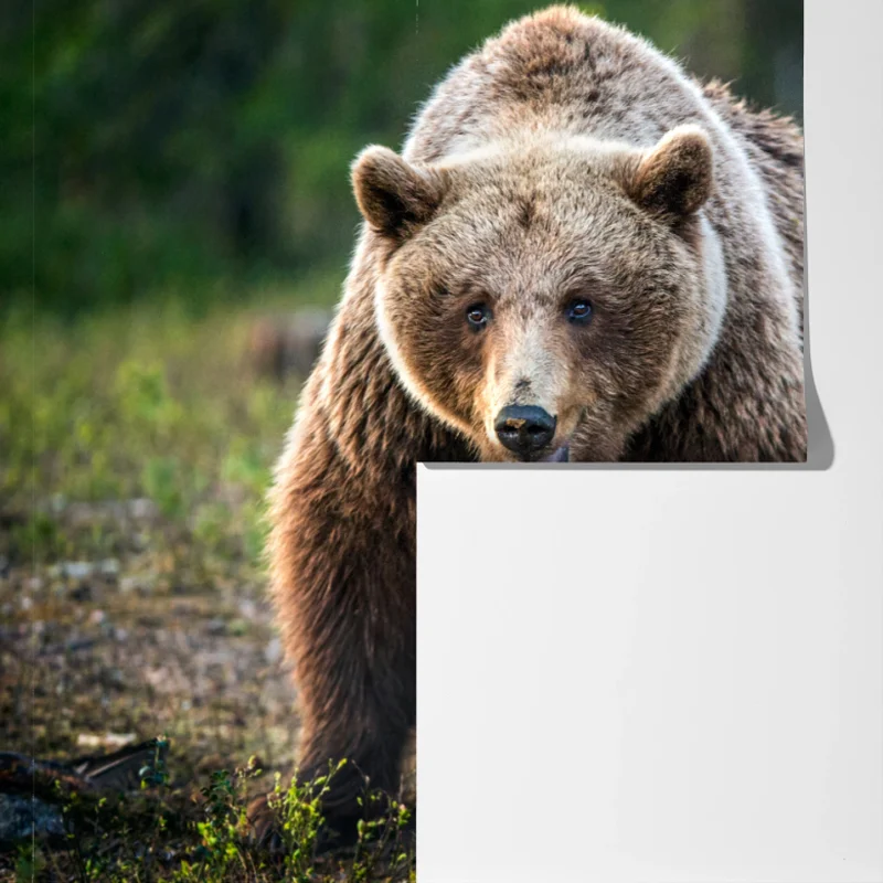 Fototapeta niedźwiedź brunatny z młodym w lesie Fototapeta niedźwiedź brunatny z młodym w lesie