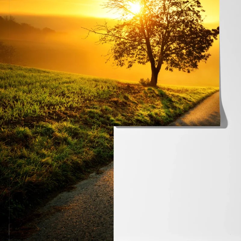 Fototapete sonnenbeschienener landweg durch die morgenwiese Fototapete sonnenbeschienener landweg durch die morgenwiese