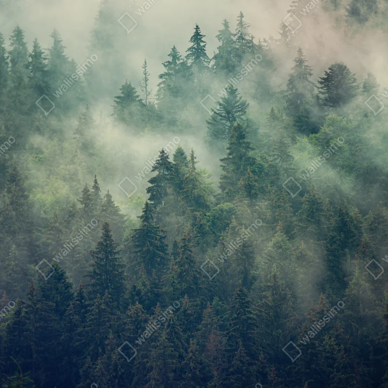 Fototapete nebliger immergrüner wald Fototapete nebliger immergrüner wald