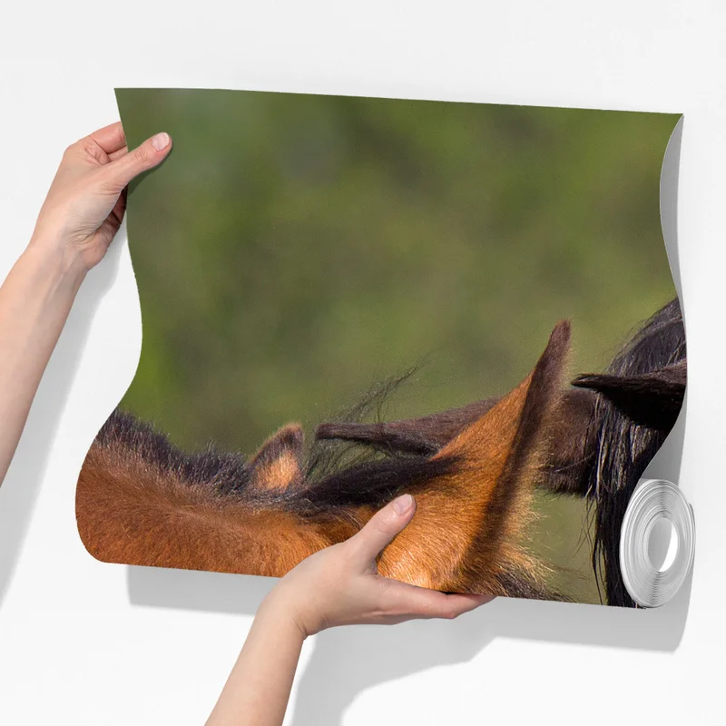 Fototapeta delikatne objęcie koni Fototapeta delikatne objęcie koni