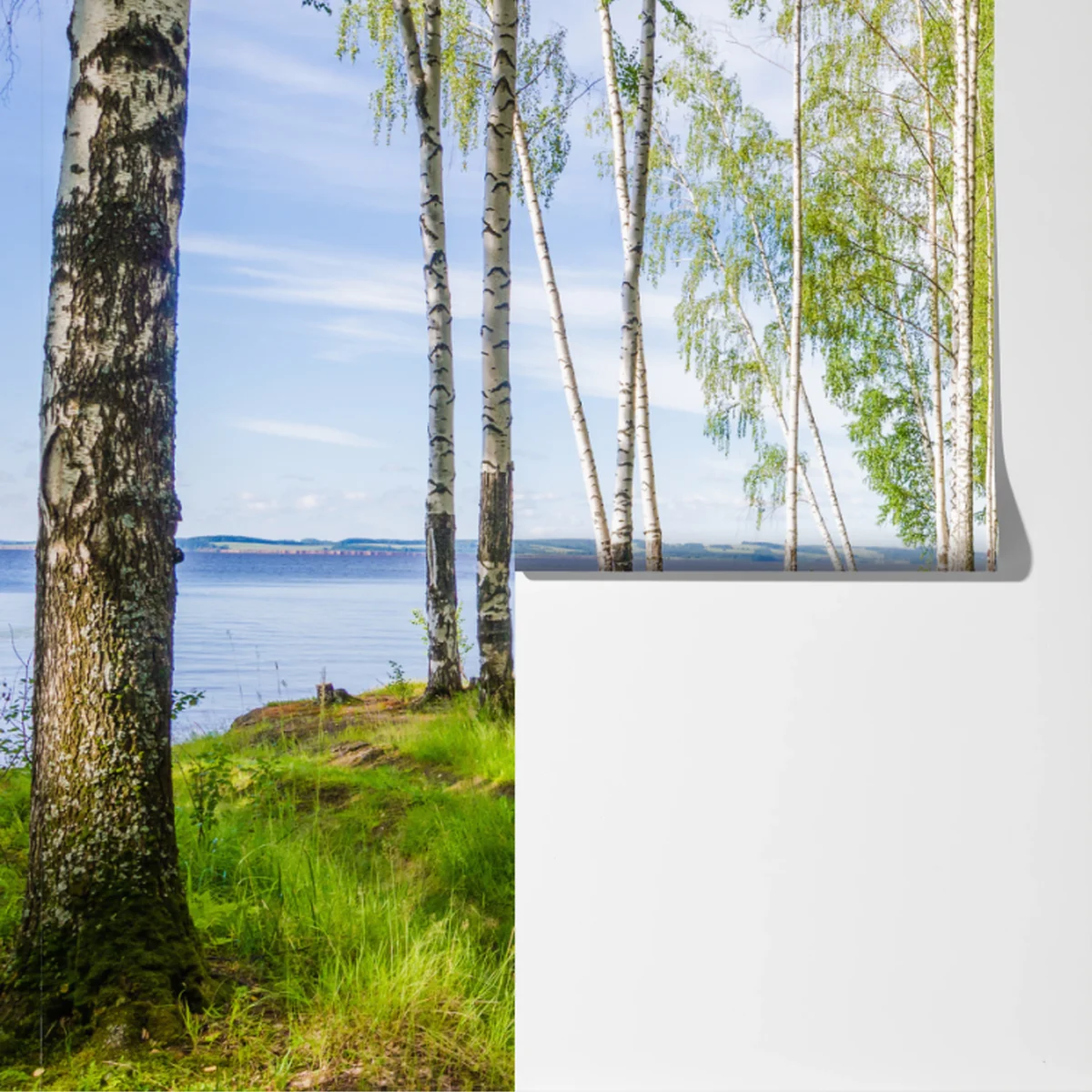 Fototapete sonnige birkenlichtung am wasser Fototapete sonnige birkenlichtung am wasser