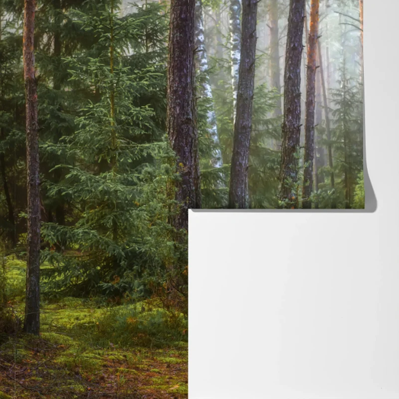 Fototapete nebliger kiefernwald mit pfad Fototapete nebliger kiefernwald mit pfad