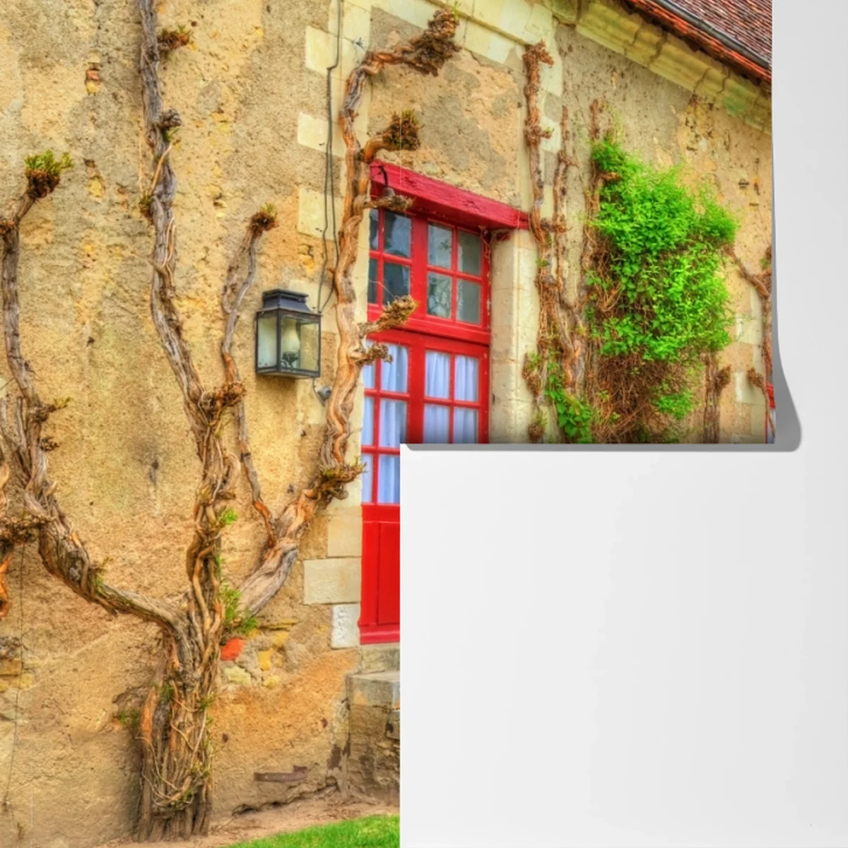 Fototapeta uroczy domek z kwitnącą glicynią Fototapeta uroczy domek z kwitnącą glicynią