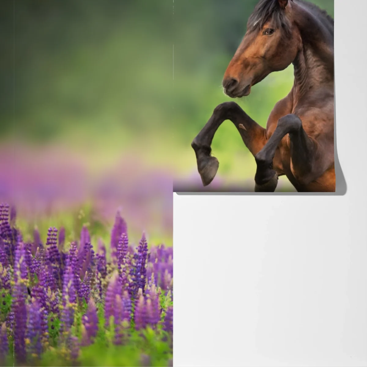 Fototapete brauner hengst bäumt sich in lupinenwiese auf Fototapete brauner hengst bäumt sich in lupinenwiese auf