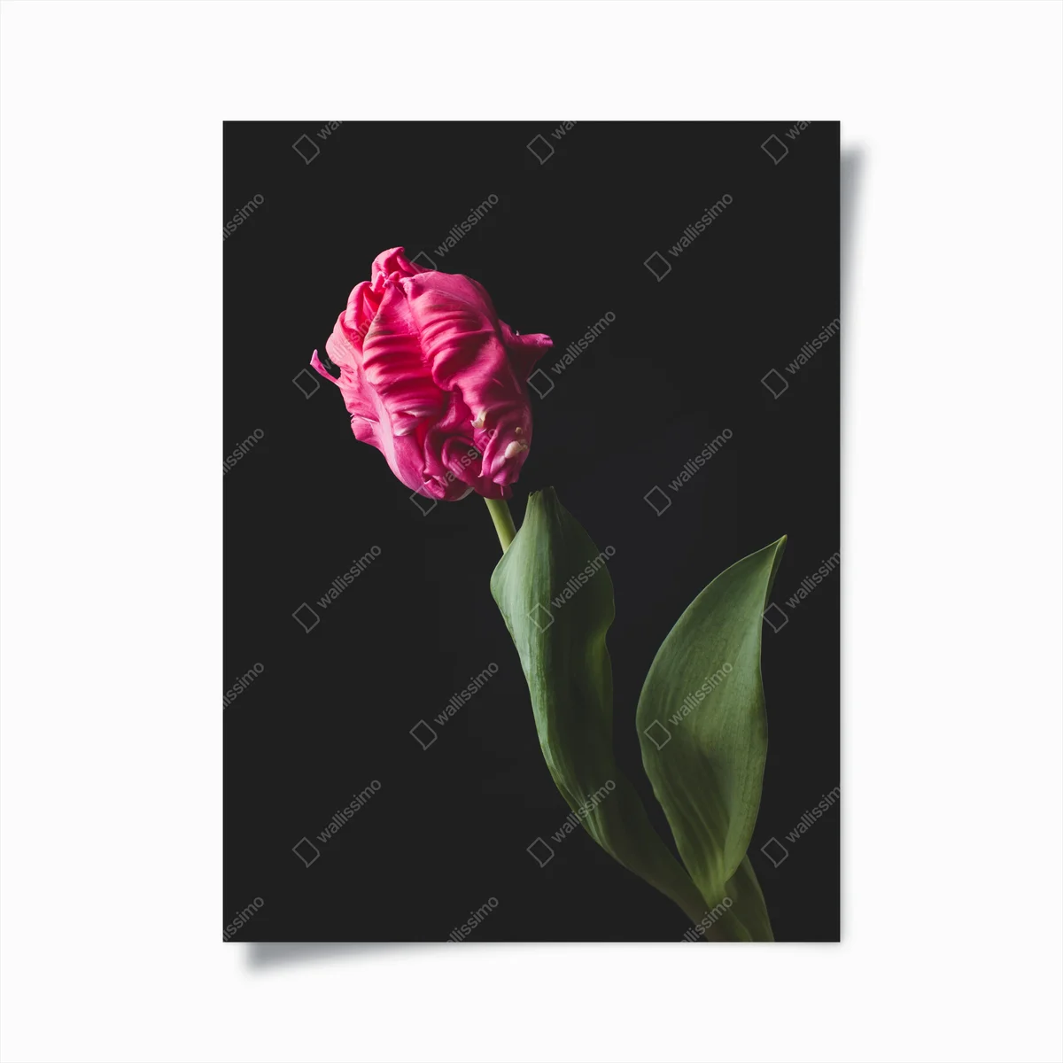 Poster elegante rosa tulpe auf schwarzem hintergrund • Poster bei Wallnifity® Poster elegante rosa tulpe auf schwarzem hintergrund • Poster bei Wallnifity®