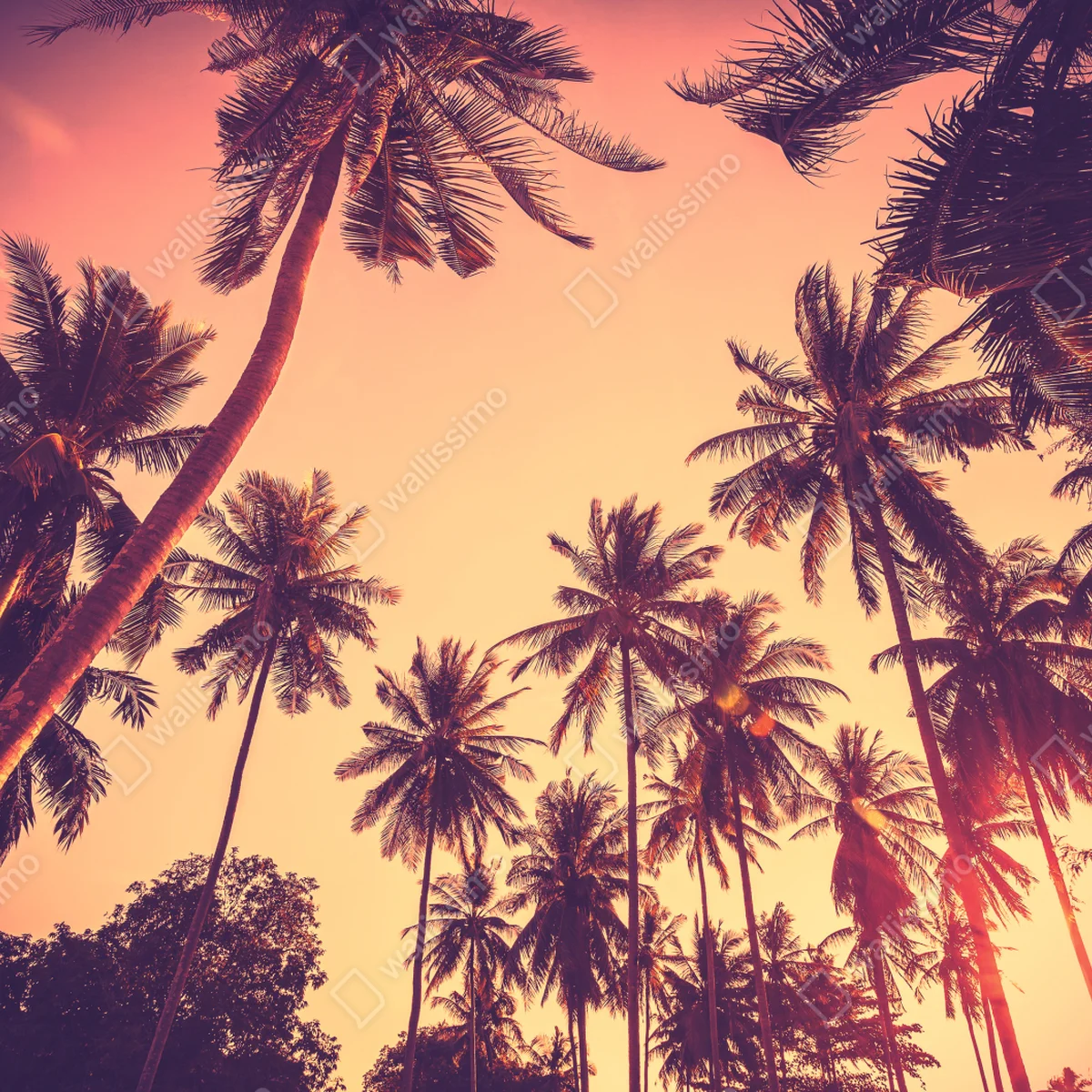 Fototapeta vintage tropikalny zachód słońca z palmami Fototapeta vintage tropikalny zachód słońca z palmami