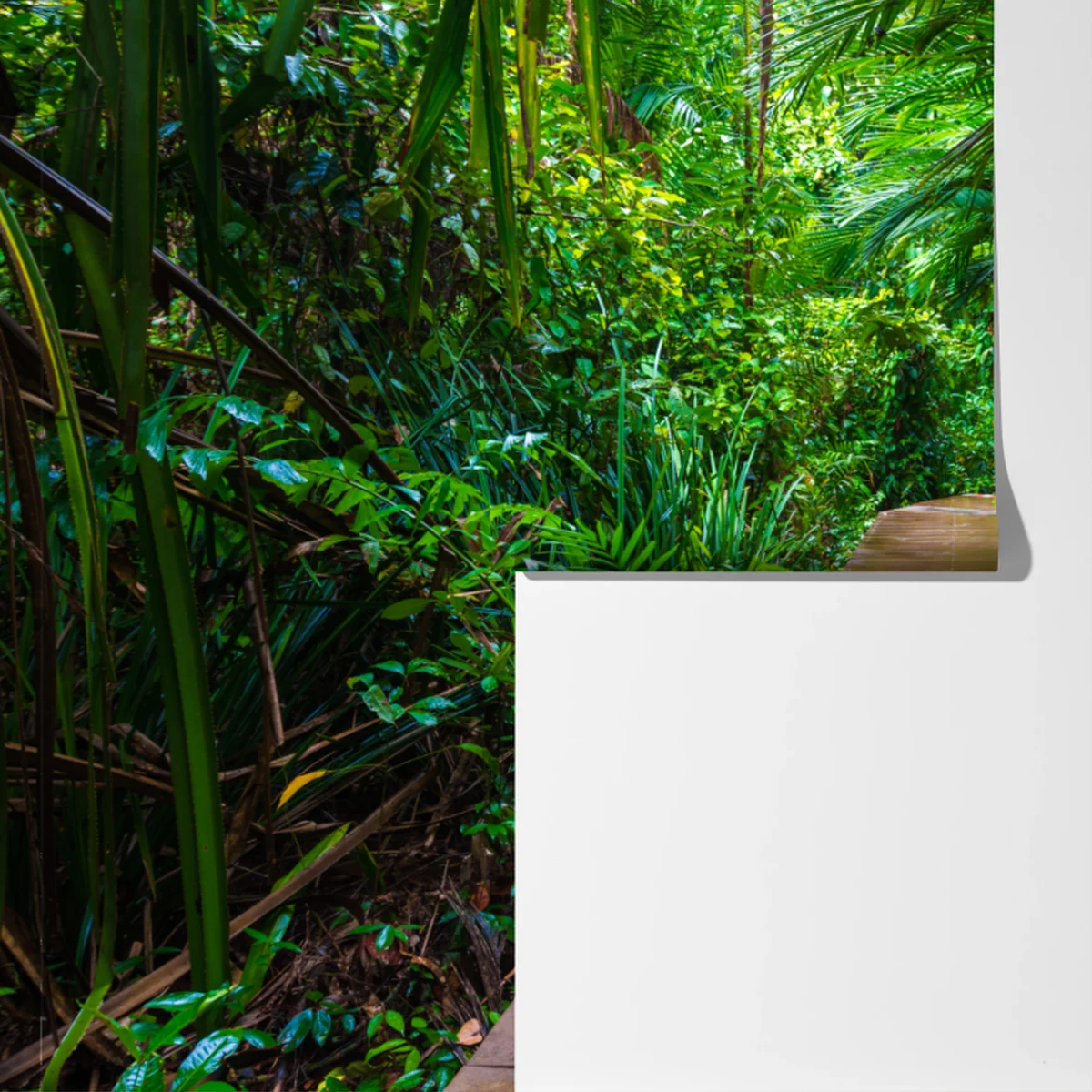 Fototapete mangrovensteg durch üppigen grünen dschungel Fototapete mangrovensteg durch üppigen grünen dschungel