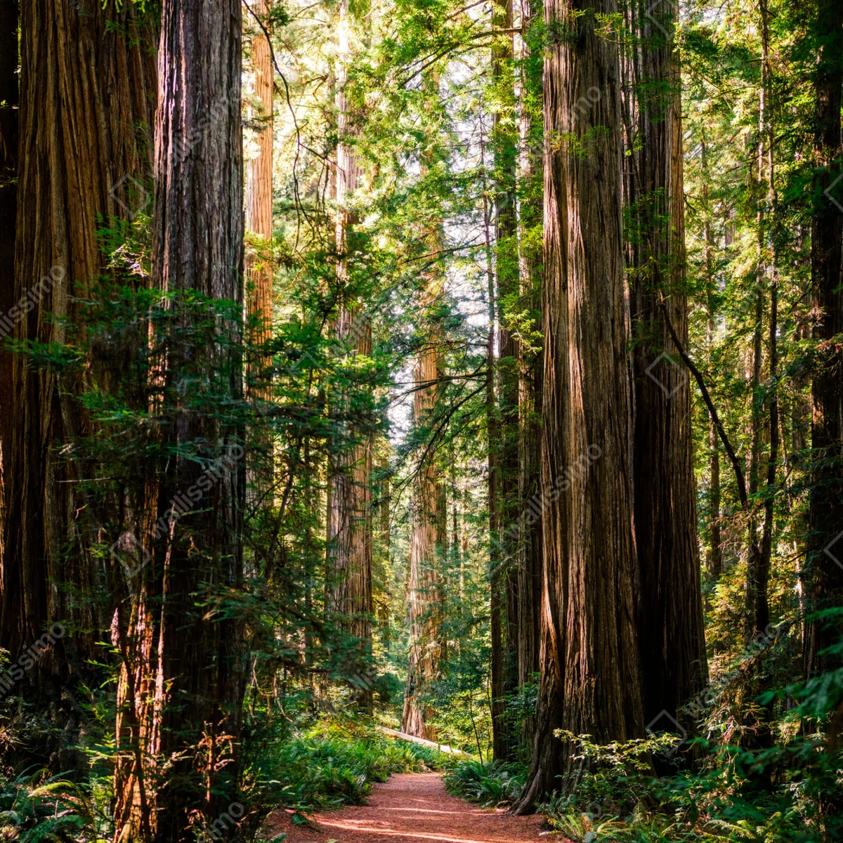 Schrankaufkleber majestätischer weg im sekwoienwald Schrankaufkleber majestätischer weg im sekwoienwald