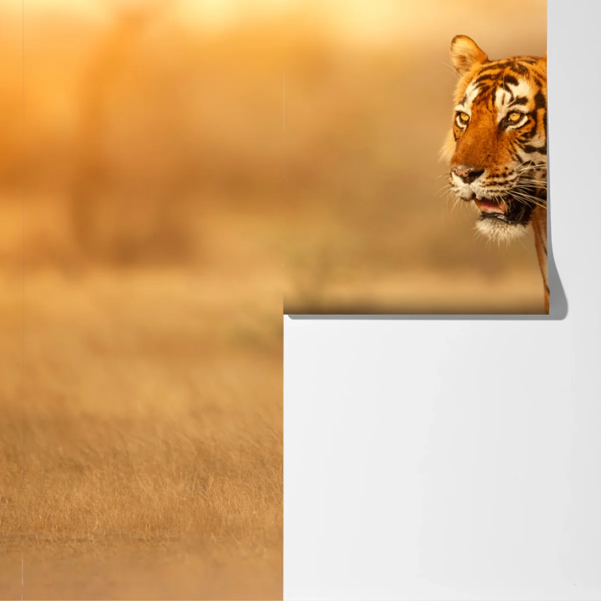 Fototapete majestätischer tiger im goldenen licht Fototapete majestätischer tiger im goldenen licht