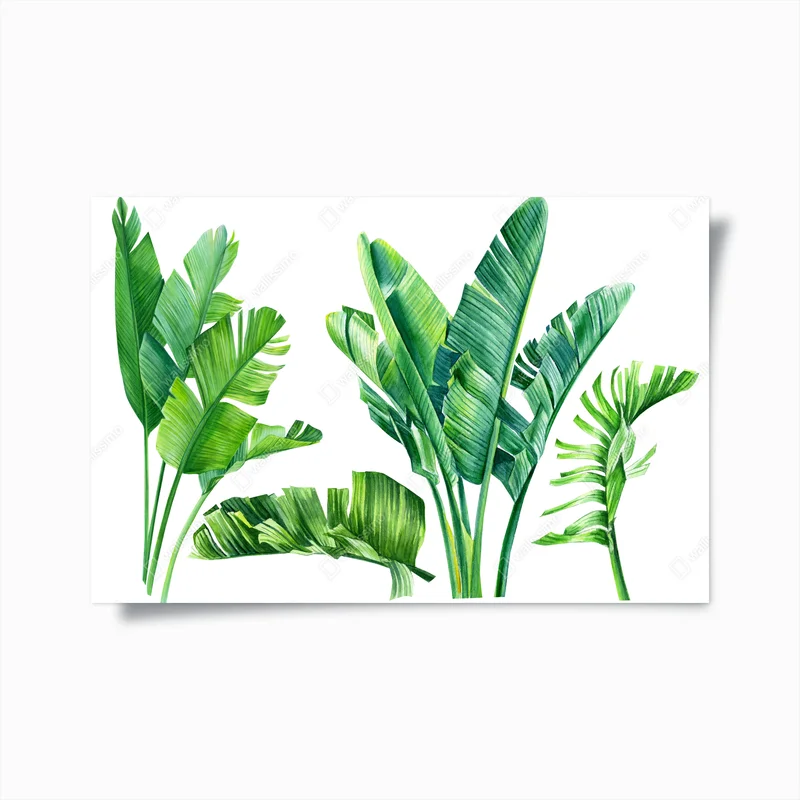 Poster tropische bananenblätter in aquarell • Poster bei Wallnifity® Poster tropische bananenblätter in aquarell • Poster bei Wallnifity®