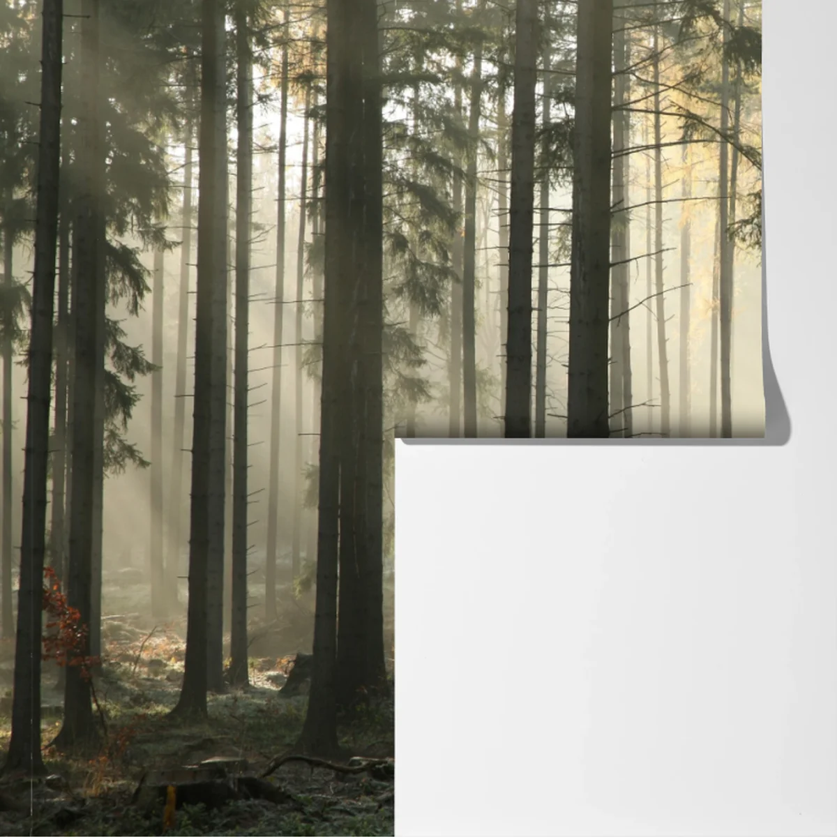 Fototapete nebliger morgenwald mit sonnenstrahlen Fototapete nebliger morgenwald mit sonnenstrahlen