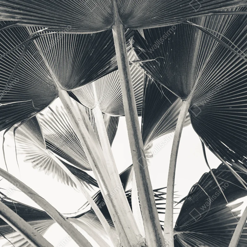 Leinwandbild tropische komposition von bananenblättern Leinwandbild tropische komposition von bananenblättern