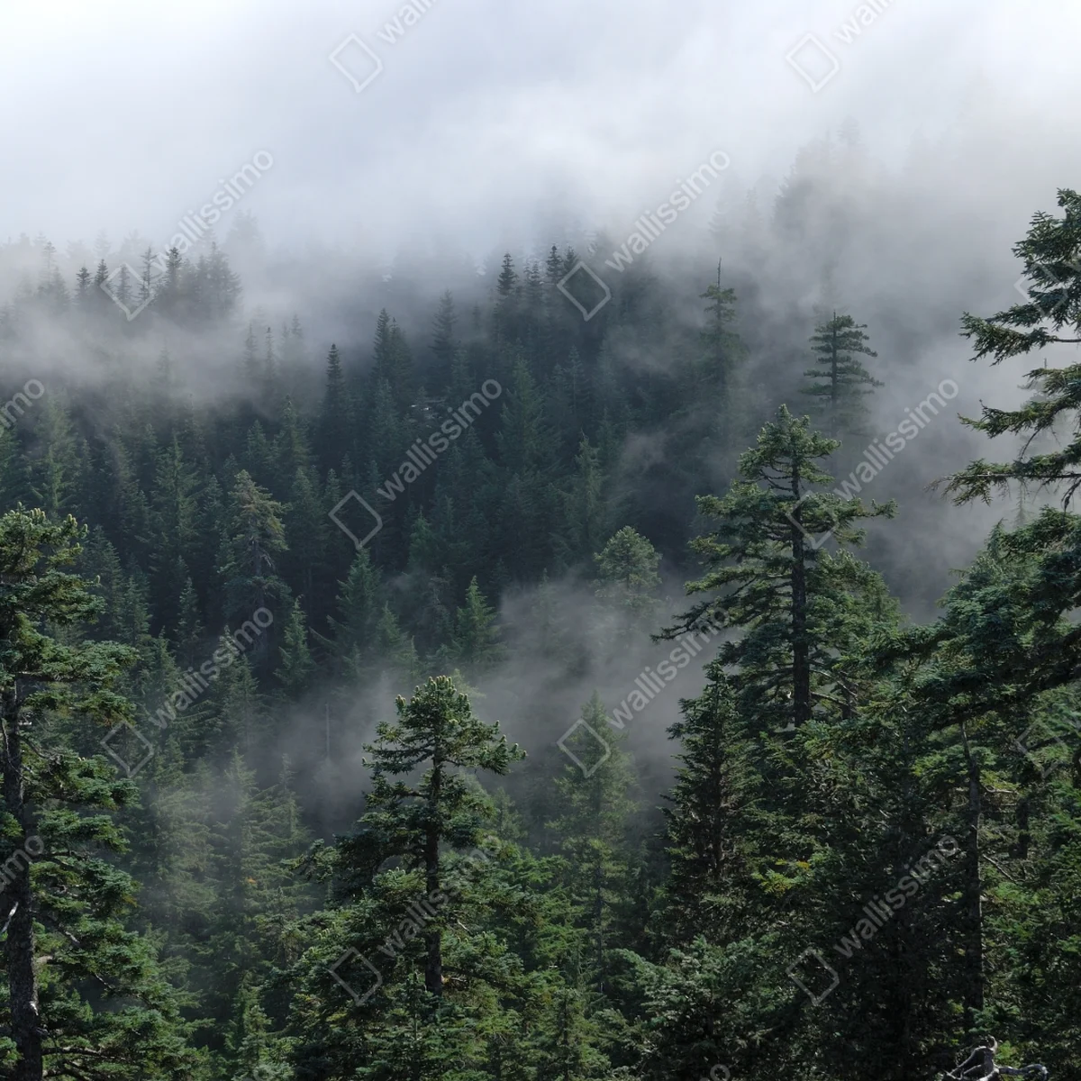 Fototapete nebliger wald vom Larch Mount, Oregon Fototapete nebliger wald vom Larch Mount, Oregon