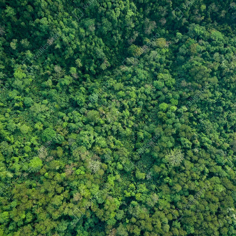 Poster Die Baumwipfel abstrakter Hintergrund der Regenwald und Dschungel. • Poster bei Wallnifity® Poster Die Baumwipfel abstrakter Hintergrund der Regenwald und Dschungel. • Poster bei Wallnifity®