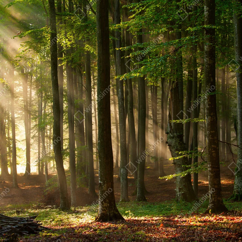 Repositionierbarer Aufkleber morgendliches licht im buchenwald • Repositionierbare Aufkleber bei Wallnifity® Repositionierbarer Aufkleber morgendliches licht im buchenwald • Repositionierbare Aufkleber bei Wallnifity®