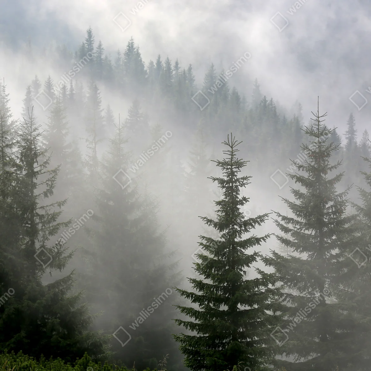 Repositionierbarer Aufkleber nebliger kiefernwald im morgengrauen Repositionierbarer Aufkleber nebliger kiefernwald im morgengrauen