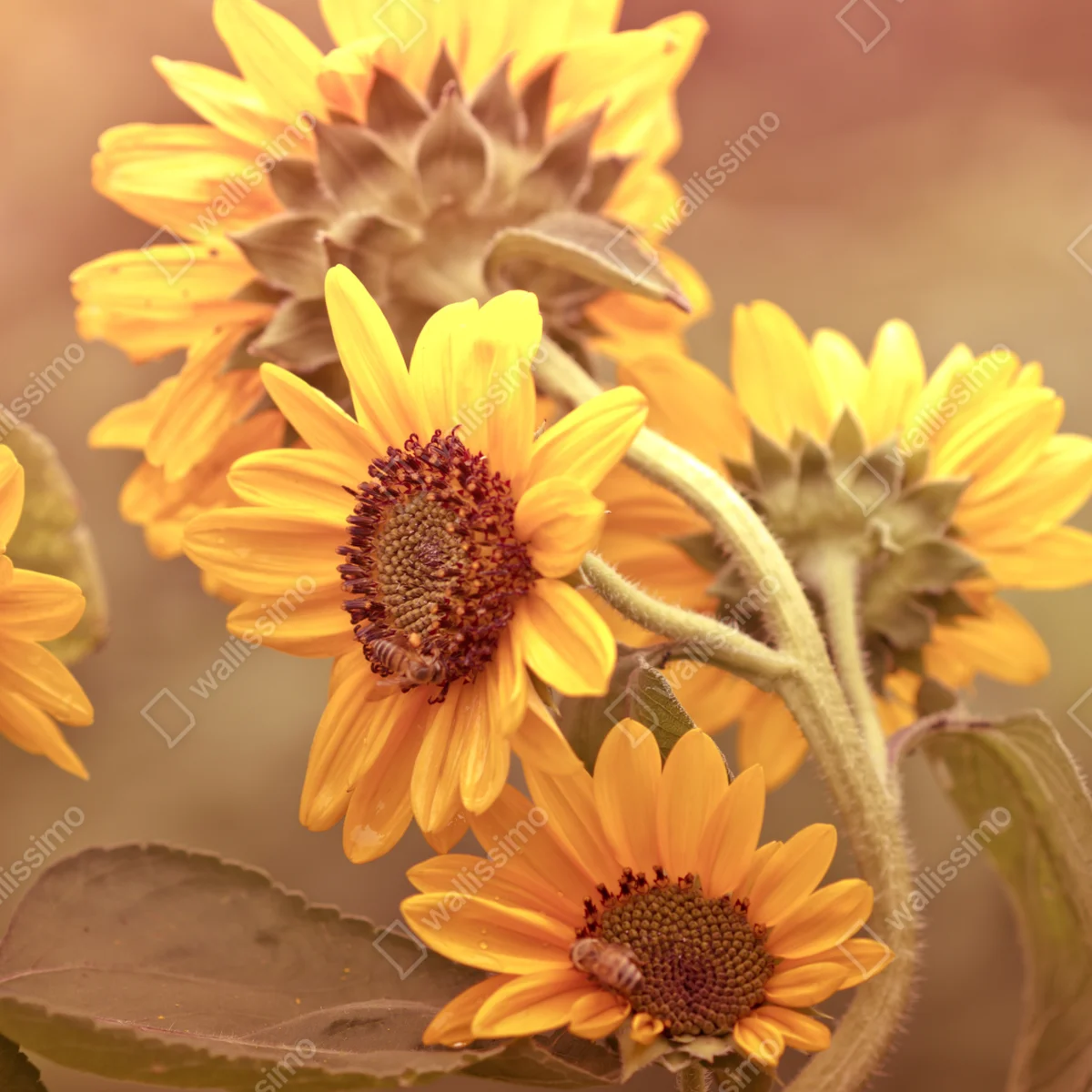 Poster vintage sonnenblumen in warmem licht Poster vintage sonnenblumen in warmem licht