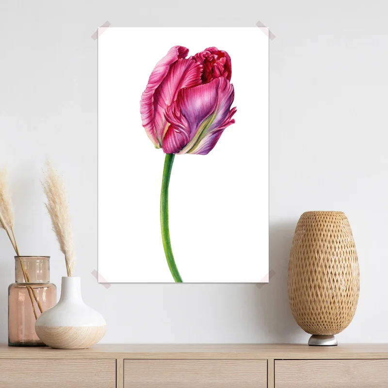 Poster rosa tulpe aquarell botanische illustration Poster rosa tulpe aquarell botanische illustration