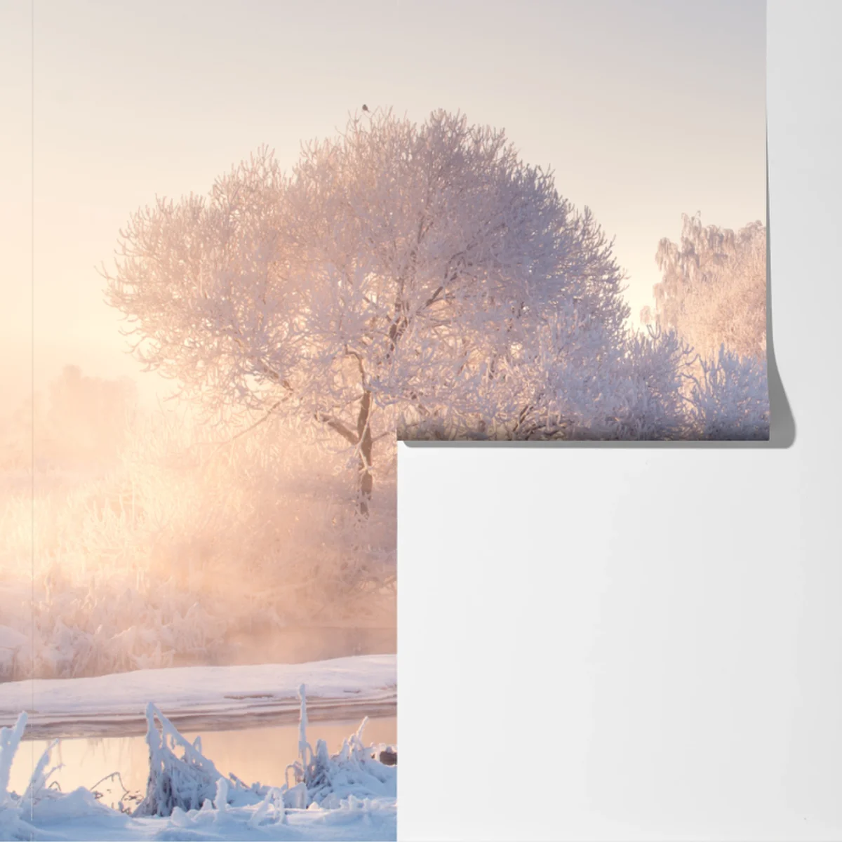 Fototapete raureifbedeckte bäume bei sonnenaufgang Fototapete raureifbedeckte bäume bei sonnenaufgang