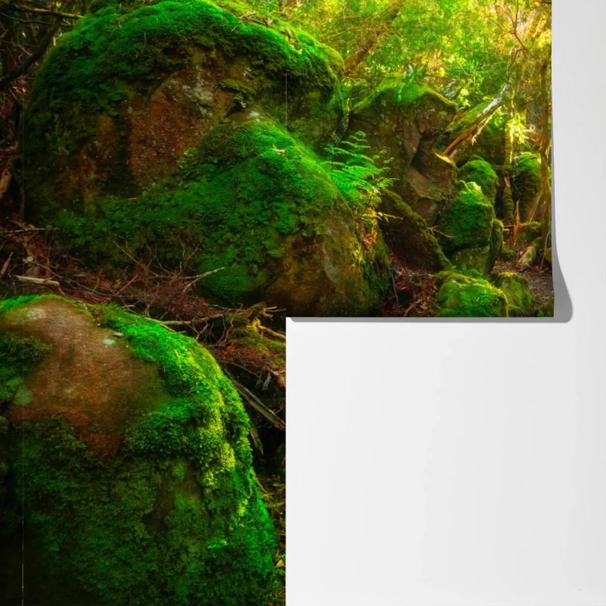 Fototapeta słoneczna ścieżka w lesie deszczowym Półwyspu Tasman, Tasmania Fototapeta słoneczna ścieżka w lesie deszczowym Półwyspu Tasman, Tasmania