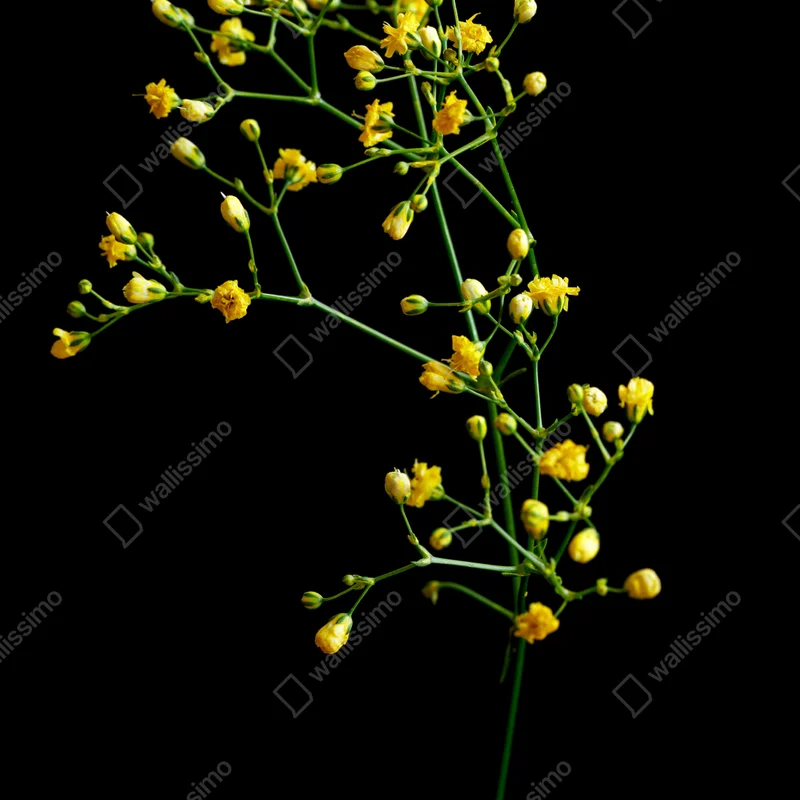 Repositionierbarer Aufkleber zartes gelbes schleierkraut auf schwarzem hintergrund Repositionierbarer Aufkleber zartes gelbes schleierkraut auf schwarzem hintergrund