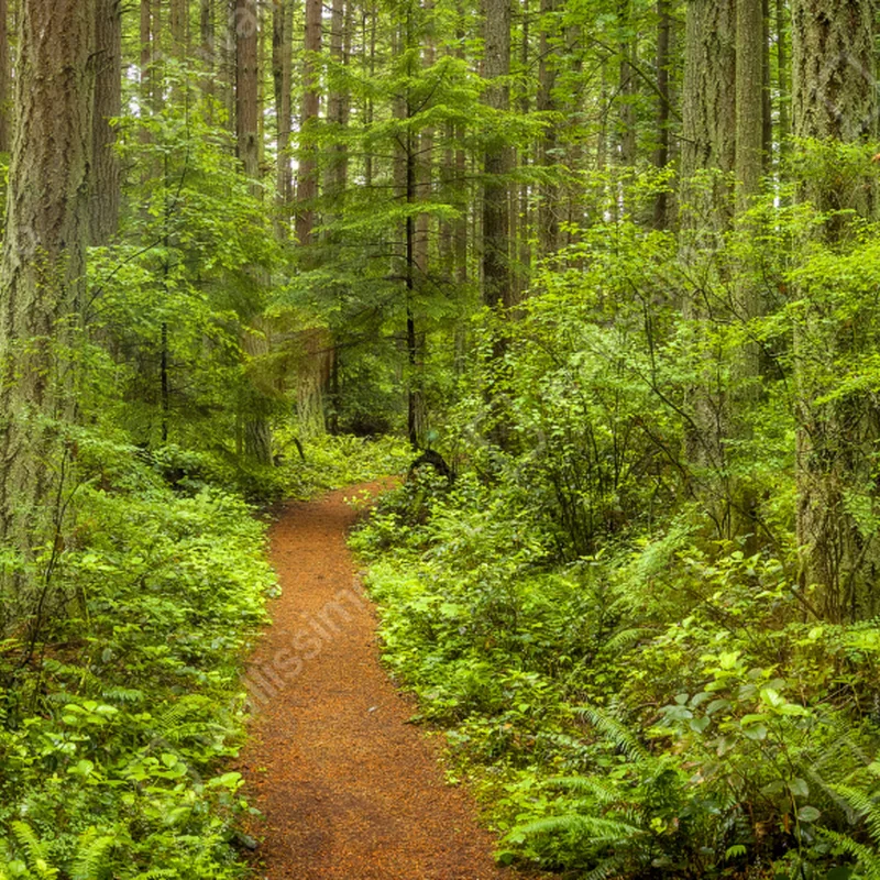 Laptop-Aufkleber friedlicher waldpfad Laptop-Aufkleber friedlicher waldpfad