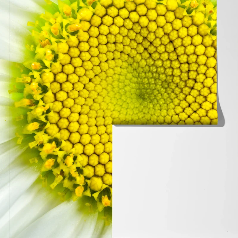 Fototapeta makro stokrotki w spiralnym wzorze Fototapeta makro stokrotki w spiralnym wzorze